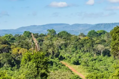 A beautiful forest in the middle of nowhere